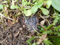 Pristimantis unistrigatus