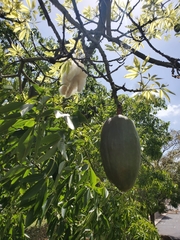 Ceiba insignis