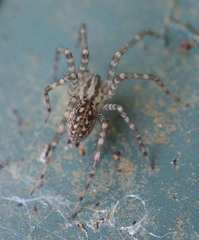 Tegenaria hasperi