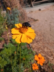 Copestylum mexicanum