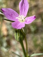 Clarkia affinis