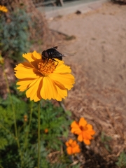 Copestylum mexicanum