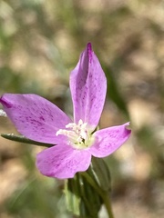 Clarkia affinis