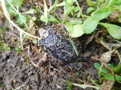 Pristimantis unistrigatus