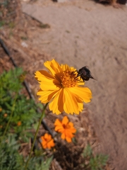 Copestylum mexicanum