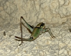 Eupholidoptera megastyla