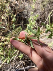 Anisacanthus thurberi