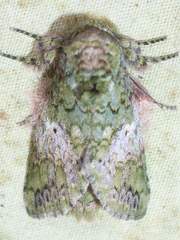 Disphragis arpi