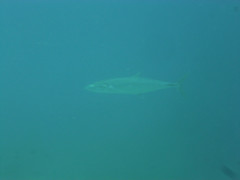 Scomberomorus commerson