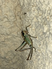 Eupholidoptera megastyla