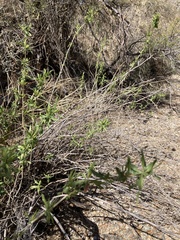 Anisacanthus thurberi