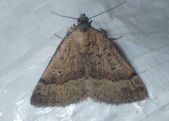 Phytometra sanctiflorentis