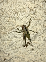 Eupholidoptera megastyla