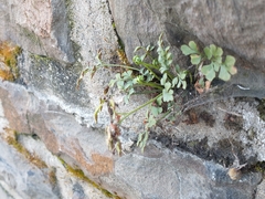 Asplenium ruta-muraria