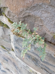 Asplenium ruta-muraria