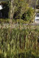 Ploceus capensis