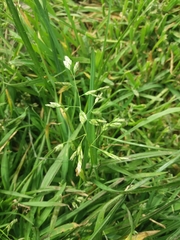 Poa annua