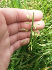 Poa annua