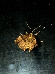Epelis truncataria