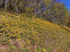 Anthyllis vulneraria vulneraria