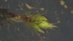 Ptychostomum creberrimum