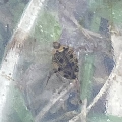 Peltodytes edentulus