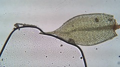 Ptychostomum creberrimum