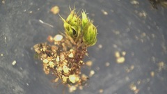 Ptychostomum creberrimum