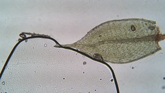 Ptychostomum creberrimum