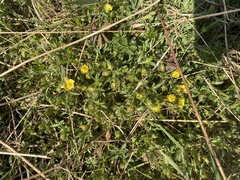Potentilla incana