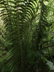 Polystichum munitum