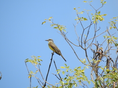 Tyrannus melancholicus