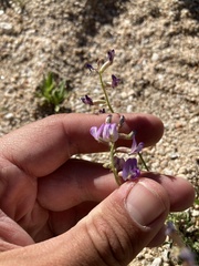 Astragalus nothoxys