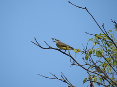 Tyrannus melancholicus