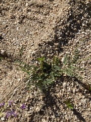 Astragalus nothoxys