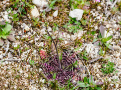 Cirsium tuberosum