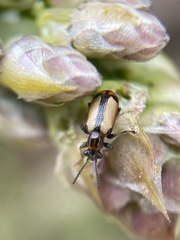 Crioceris paracenthesis