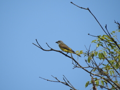 Tyrannus melancholicus