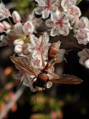 Physocephala burgessi