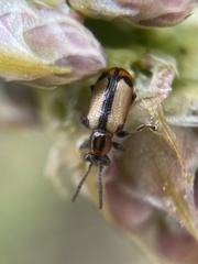 Crioceris paracenthesis