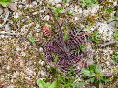Cirsium tuberosum