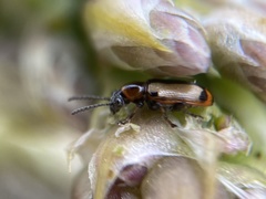 Crioceris paracenthesis