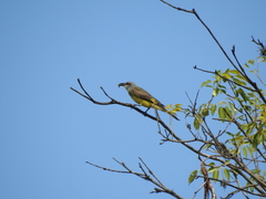 Tyrannus melancholicus