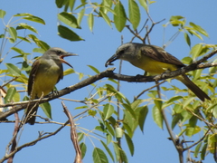 Tyrannus melancholicus