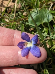 Viola