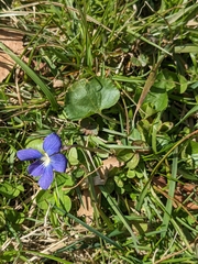 Viola
