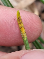 Puccinia liliacearum