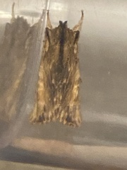 Lithophane semibrunnea