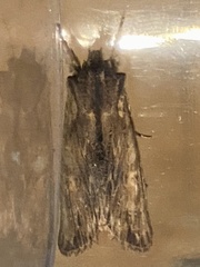 Lithophane semibrunnea