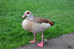 Alopochen aegyptiaca